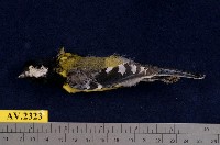 藏品(青背山雀)的圖片